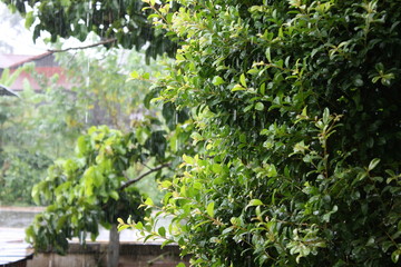 green nature after rain