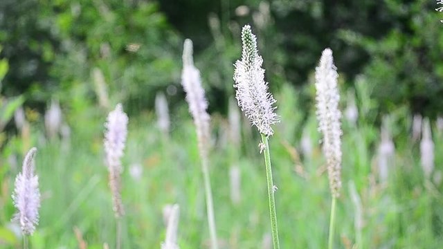 Plantago, plantains, fleaworts, flower