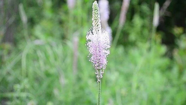 Plantago, plantains, fleaworts, flower