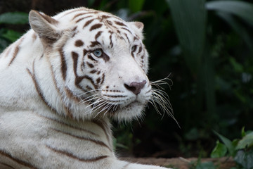 White Tiger