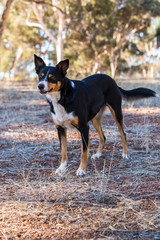 Tri coloured kelpie in paddock