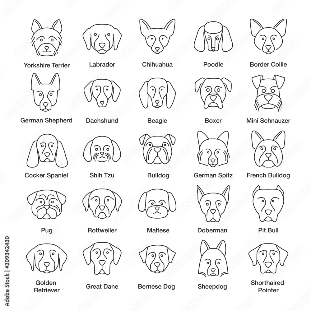 Wall mural dogs breeds linear icons set