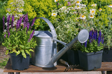 Garden works - planting and care of perennials / Salvia Sensation Deep Rose & Salvia Marcus & Anthemis - obrazy, fototapety, plakaty