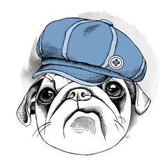 Portrait dog Pug in the cap. Vector illustration.