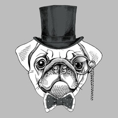 Pug portrait in a gentleman hat and with monocle. Vector illustration.