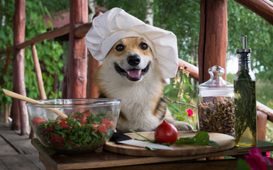 Dog Welsh Corgi Pembroke is an admirer of Italian food, prepared a salad of tomato, arugula, walnuts and olive oil.