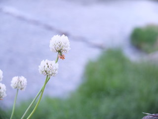 Fototapeta premium The clover in the riverside