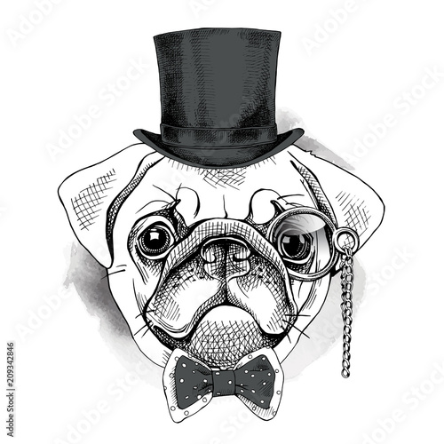 "Pug portrait in a gentleman hat and with monocle. Vector illustration." Stock image and royalty