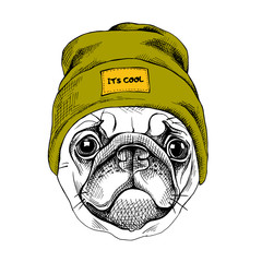 Portrait du Carlin dans un chapeau hipster. Illustration vectorielle.