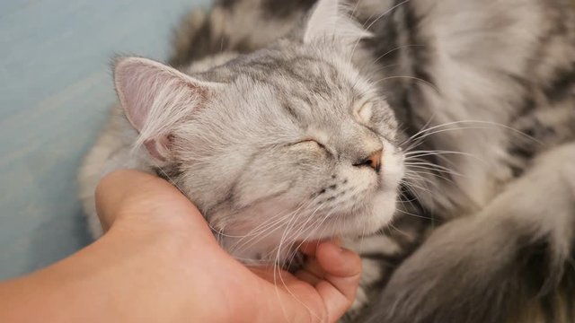 4K Hand of people plays with lovely tabby Persian cat