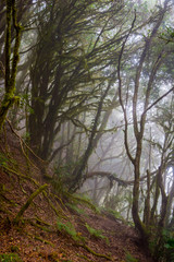 Rainforest, La Gomera