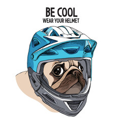 Pug dog in a blue full face bike helmet. Vector illustration.