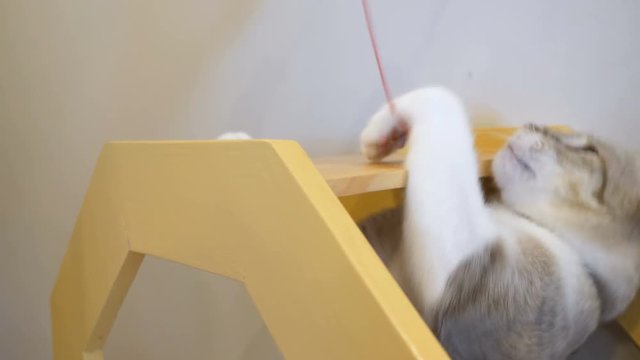 4K Cat chasing and playing with a cats toy, Funny cat moment