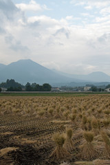山の麓の収穫風景