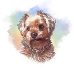 Realistic Portrait of Yorkshire Terrier. Illustyration of Toy Poodle Dog. Cute puppy. Watercolor hand drawn illustration. Animal collection: Dogs. Good for print T-shirt, pillow, cover. Art background