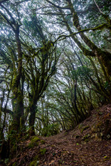 Rainforest, La Gomera