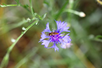 Hoverfly on lilac blossom. Macro against blurred background