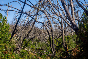 Burn down forest, La Gomera