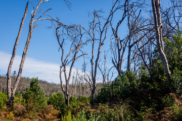 Burn down forest, La Gomera