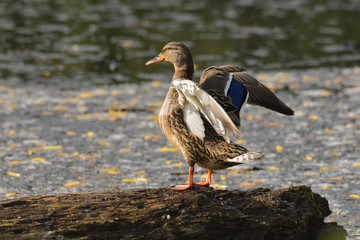 Germano reale femmina che fa movimento con le ali