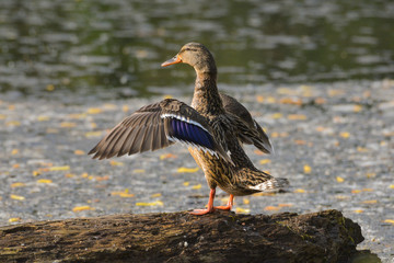 Germano reale femmina con le ali aperte