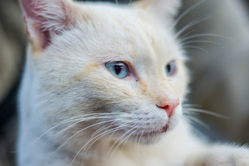 White cat with blue eyes