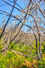 Burn down forest, La Gomera