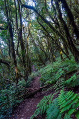 Rainforest, La Gomera