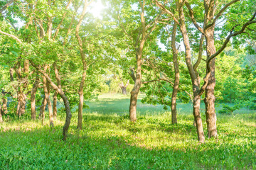 Fototapeta na wymiar Landscape with green forest and beautiful nature