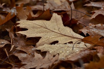 Fototapeta na wymiar Autumn leaf