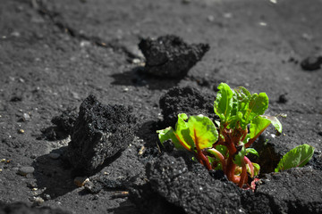 Sprout breaks through the asphalt