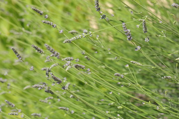 The lavender flowers.