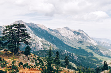 Cedar of Lebanon Cedrus in Tahtali mountain in Turkey.