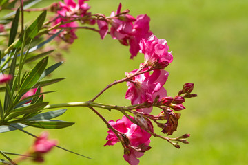 Pinkfarbene Oleander-Blüten