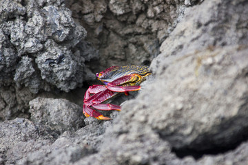Bright coloured crab in the rocks