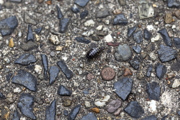 black isopod on pebble washed concrete macro against blurred background