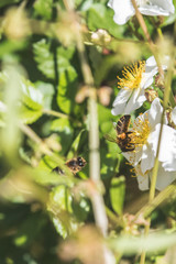 bee collecting pollen from pretty white flowers