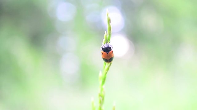 Clytra quadripunctata, Four spotted leaf beetle