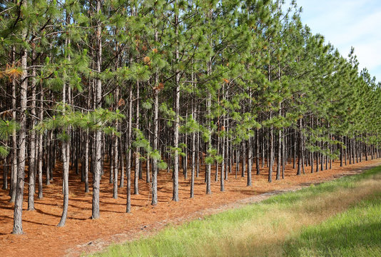 A grove of pine trees growing in a straight line near a main road in Georgia.