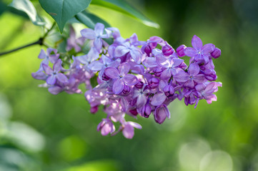 Syringa vulgaris flowering plant in the olive family oleaceae, deciduous shrub with group of light...