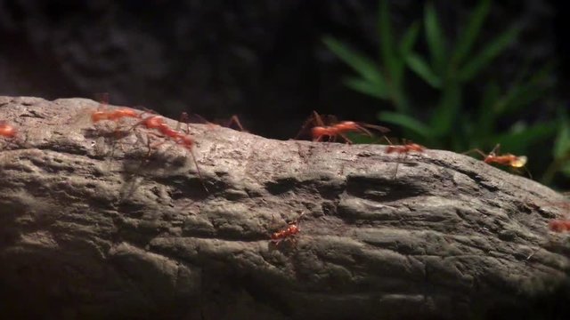 Ants working in unity