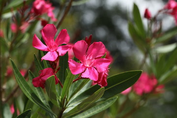 pink oleander blossoms
