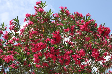 pink oleander blossoms
