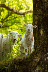 Naklejka na ściany i meble Spring Lamb standing on farmland, looking at the camera