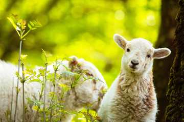 Fototapeta premium Spring Lamb standing on farmland, looking at the camera