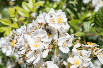 bee collecting pollen from pretty white flowers