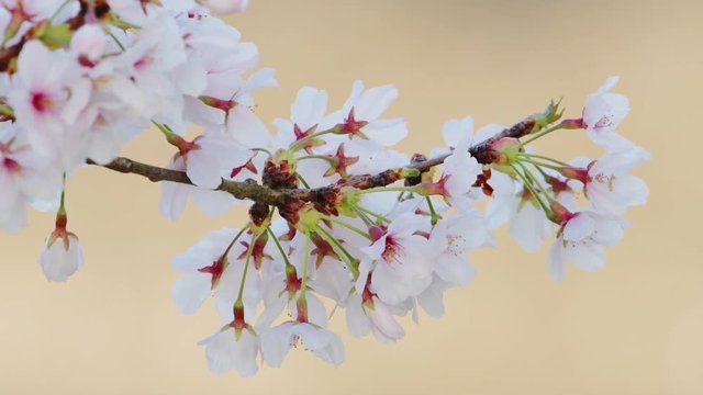 桜の花