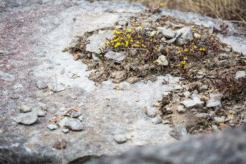 Sedum - tiny yellow star shaped wild flowers, growing among stone paving setts