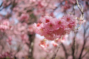 Cherry blossom, pink flowers