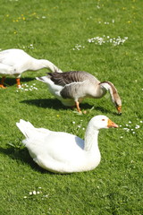 Gänse auf einer Wiese